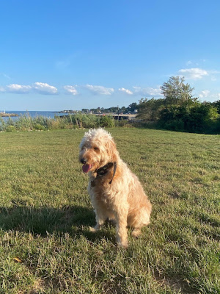 Meet your Posher, Avie